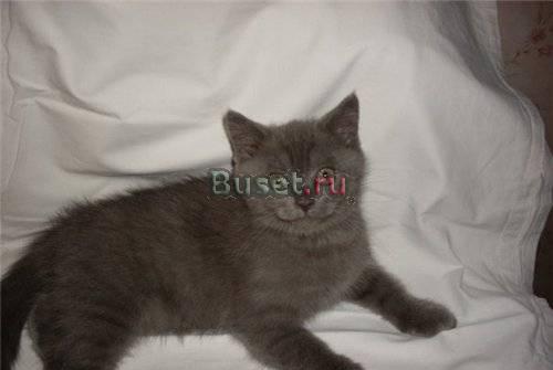 Британский  котик Санкт-Петербург