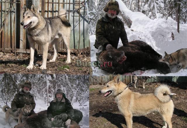 Щенки волкособов Томск