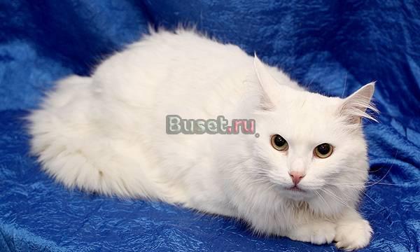 Уникальный ангорский кот в дар Москва