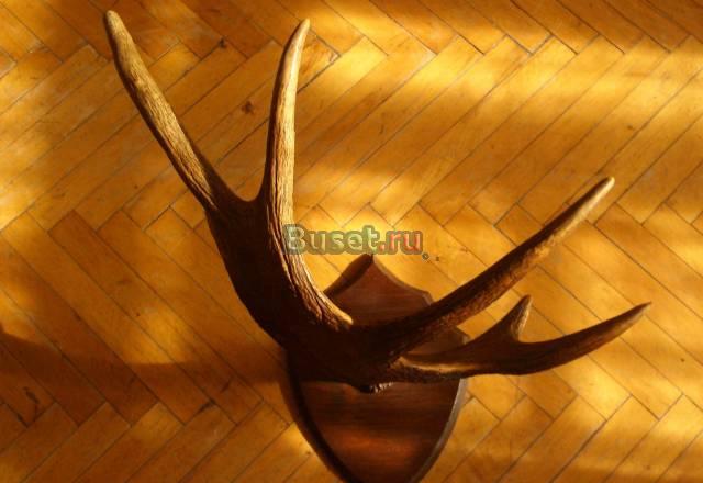 Рога лося Москва
