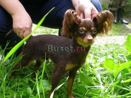 Шоколадный  мальчик  тойчик  3  мес Москва