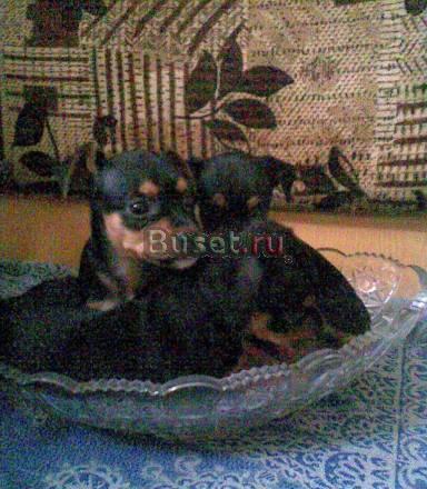 Щенки Чебоксары