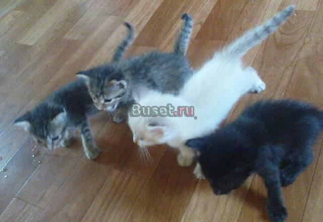 Отдам котят в хорошие руки Альметьевск