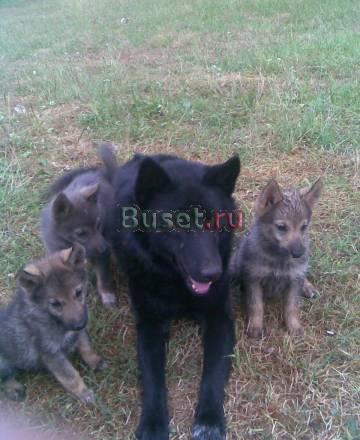 Помесь лайки Тверь