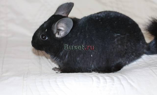 Шиншилла Москва