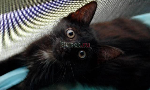 Черный котенок с белым хвостиком на конце в дар Москва