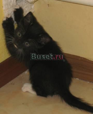 Отдадим кота с приданным Москва