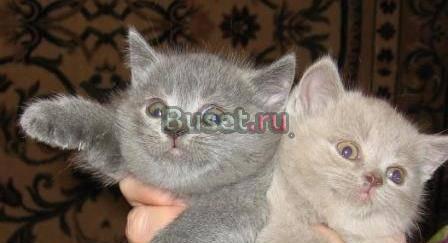 Британские котята голубые и лиловые Москва