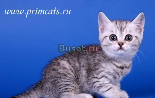 Очаровательные шотландские котята Москва