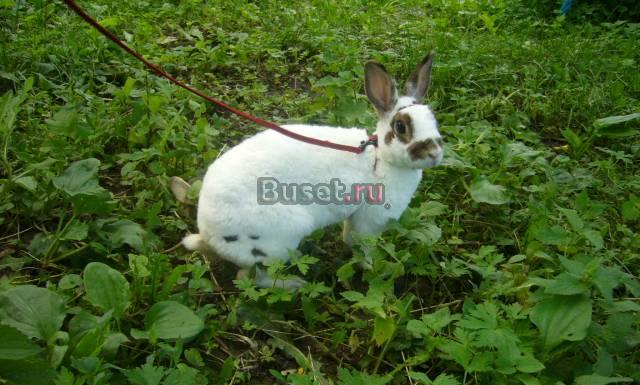 Карликовые крольчата Кисловодск