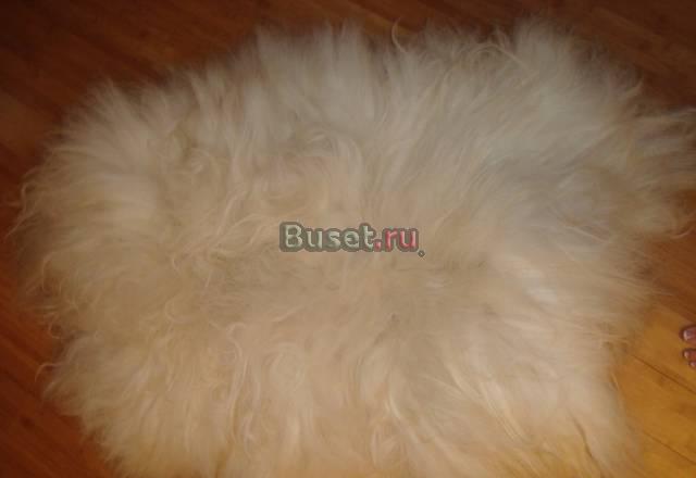 Шкура барана с пушистым ворсом Москва