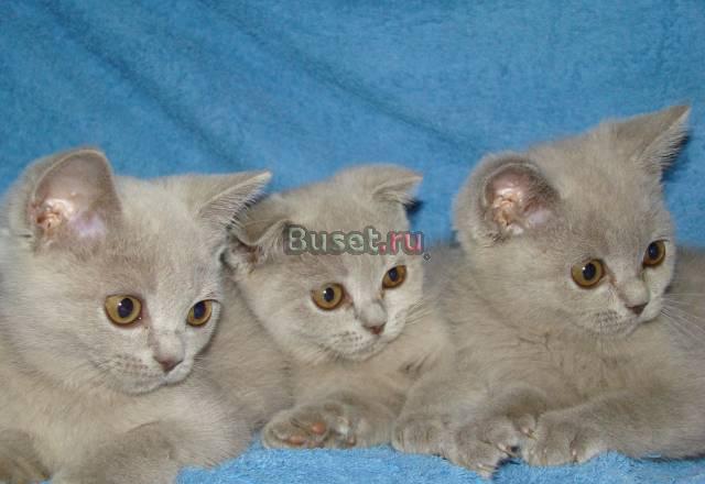 Большой выбор Британских и Шотландских котят Чехов
