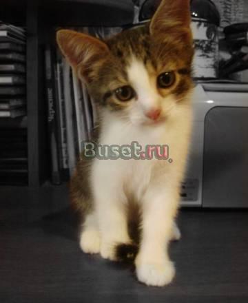Маленький котеночек ищет дом Москва