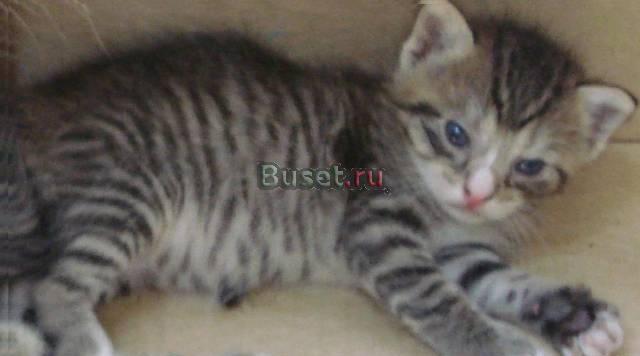 Котенок девочка метис сибирской Санкт-Петербург