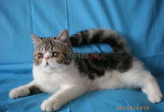 Экзотический плюшевый котик Ижевск