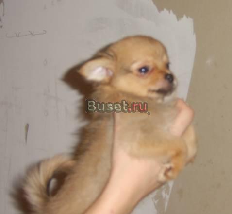 Щенки чихуахуа Нижний Новгород