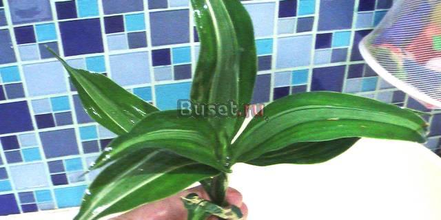 Продам аквариумные растения  - или  за  неоны Москва
