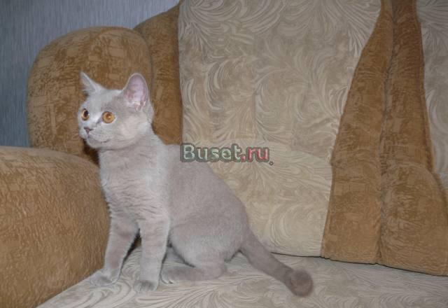 Котычерный мрамор и лиловый.страйты Саратов