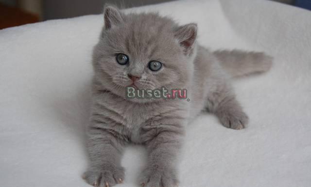 Британский плюшевые котята Москва