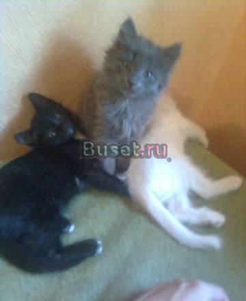 Котята Екатеринбург