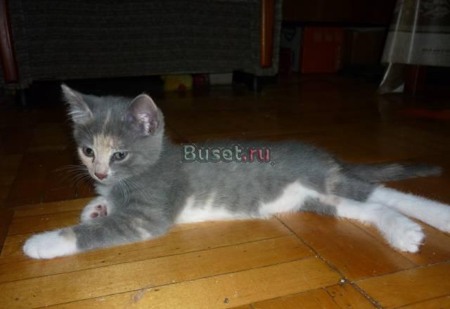 Британские котята Санкт-Петербург