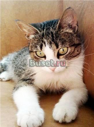 Кошечка Ассоль, 8 мес. с великолепным характером Санкт-Петербург