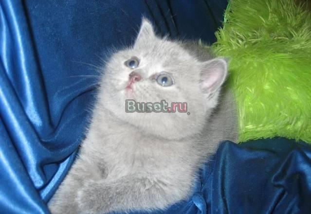 Британские  котята г Ивантеевка Москва