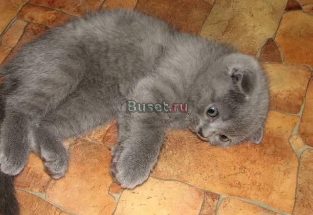 Шотландский котик окрас галубой Москва