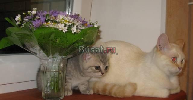 Котенок породы Британская короткошерстная Санкт-Петербург