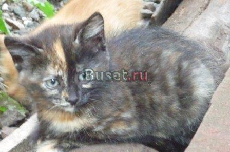 Котята ищут хозяина Санкт-Петербург