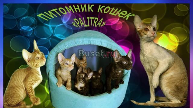 Большой выбор котят Москва