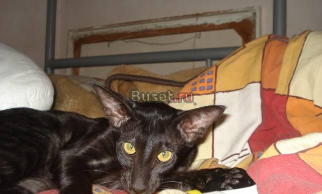 Котик ориентальной породы Москва