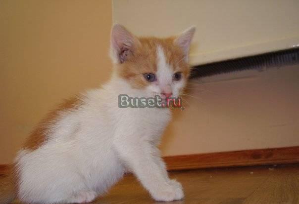 Симпатичные котята 1,5 мес. ищут хозяина Нижний Новгород