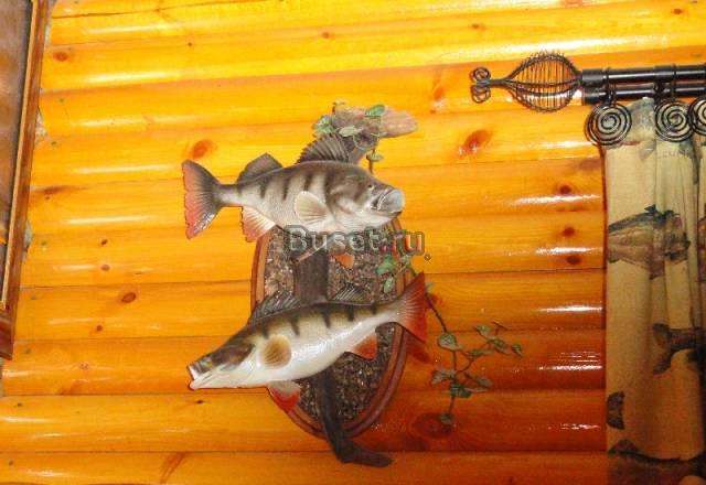 Продам чучела рыб, дешево Москва