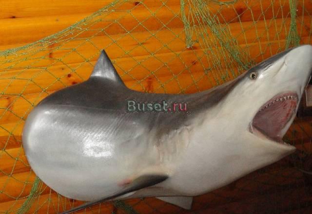 Продам чучела , дешево Москва