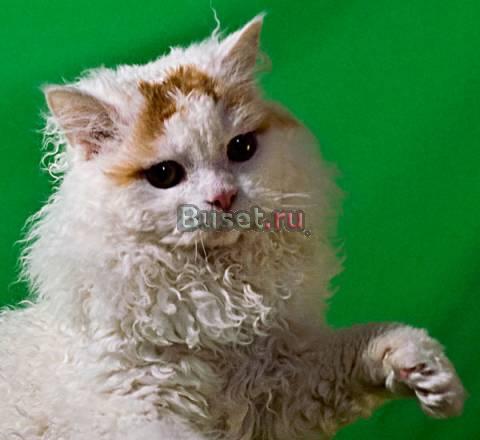 Белый медвежонок - котик породы селкирк-рекс Омск