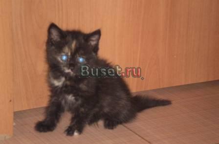 Красивый котенок девочка 2 мес Нижний Новгород