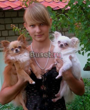 Мини мальчики чихуахуа Москва