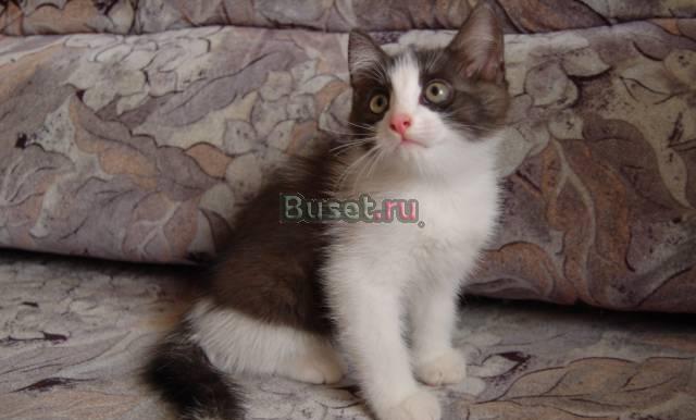 Ассорти из котят) Москва
