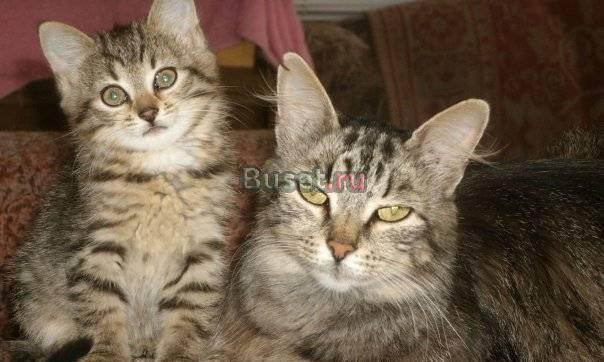 Котята от сибирской кошки Санкт-Петербург