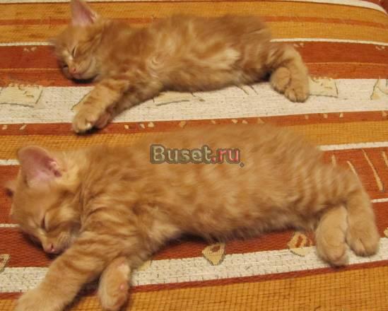 Котят породы курильский бобтейл Амурск