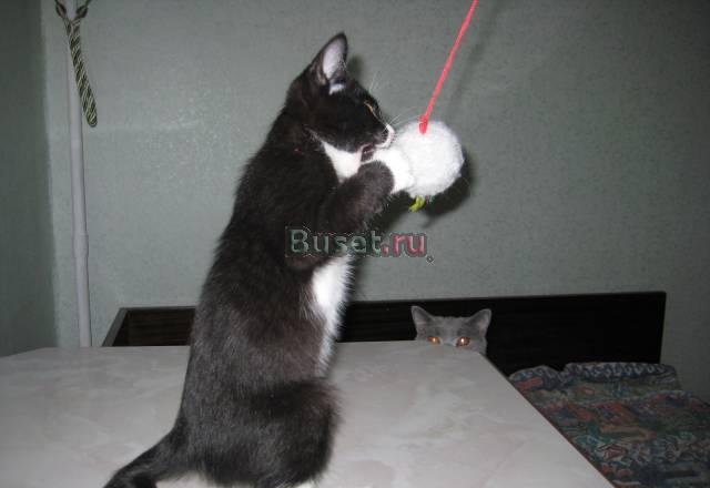 Котята курильского бобтейла Москва