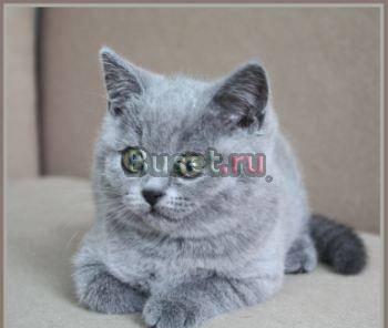 Выставка котят разных пород Москва