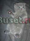 Британские и шотландские вислоухие котята Екатеринбург
