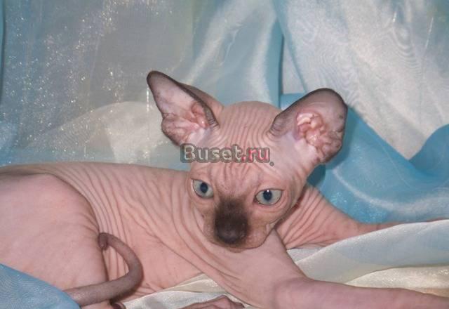 Канадский сфинкс,голубоглазые котята,(доставка) Красноярск