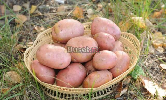 Картофель урожая 2010г Упорово