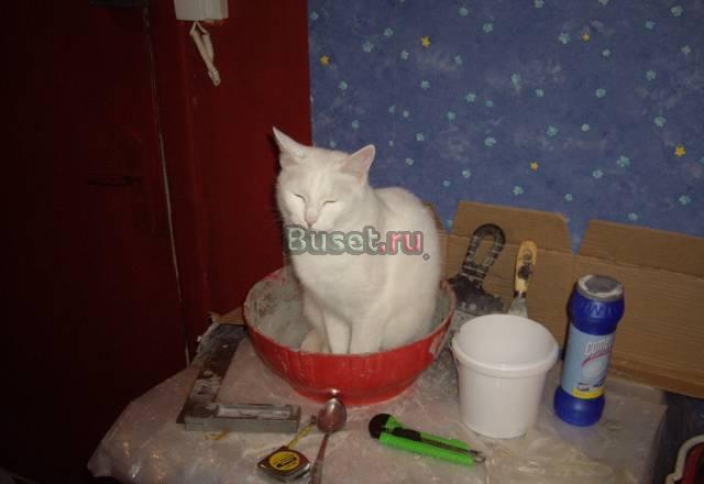 Отдадим в хорошие руки кошку Гатчина