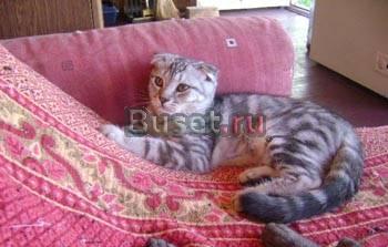 Шотландские вислоухие и прямоухие котята Москва