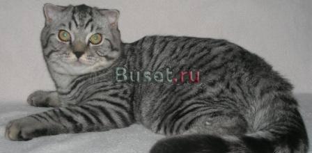 Шотландские котята-котики-Вискасного окраса Москва