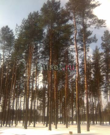 Земельный участок в 3 км. от Санкт-Петербурга Санкт-Петербург
